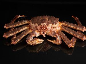 Живой камчатский краб